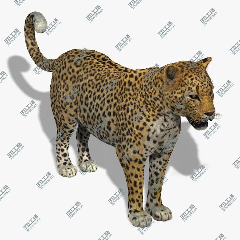 images/goods_img/2021040163/Leopard (FUR)/1.jpg